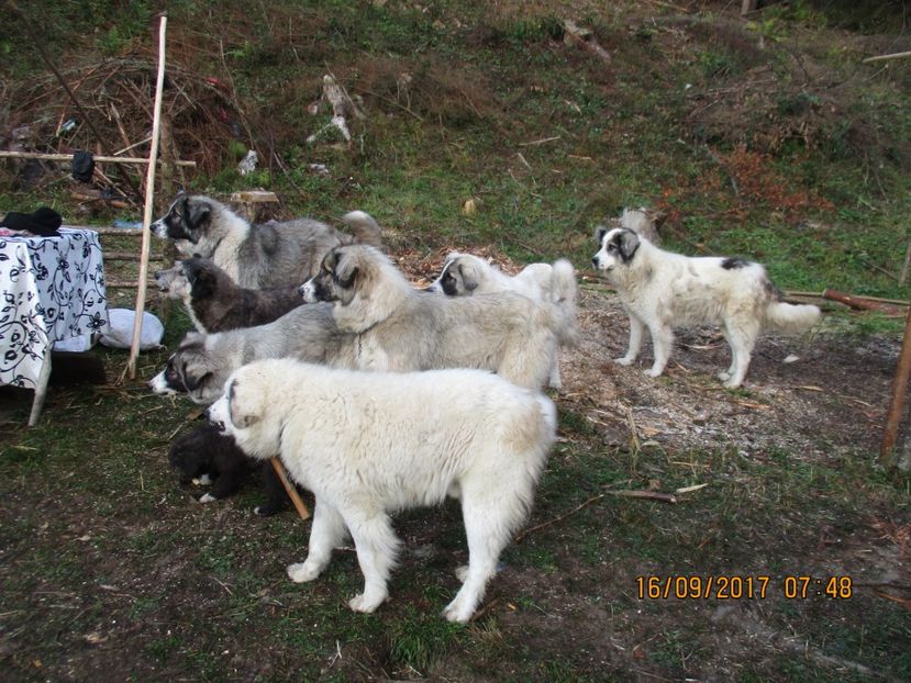  - COBORATUL CU STANA 2017 DIN CALIMANI