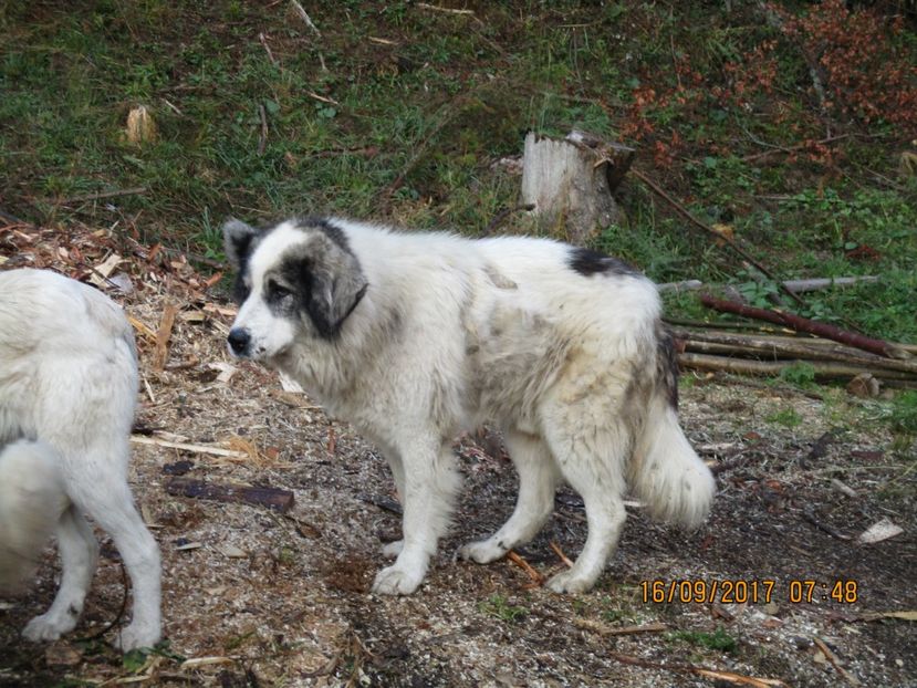  - COBORATUL CU STANA 2017 DIN CALIMANI