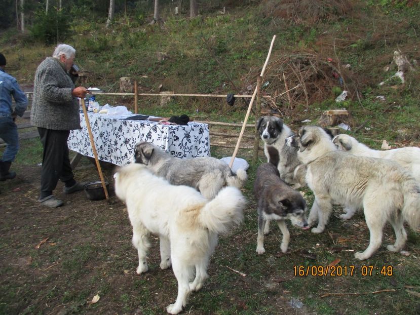  - COBORATUL CU STANA 2017 DIN CALIMANI