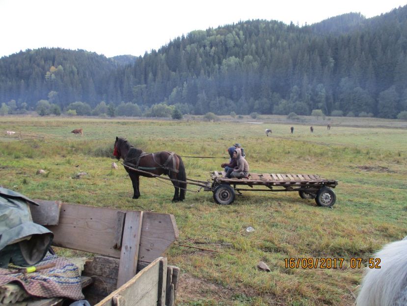  - COBORATUL CU STANA 2017 DIN CALIMANI
