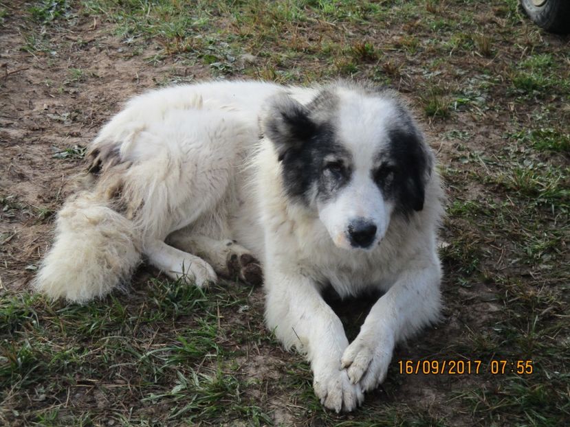  - COBORATUL CU STANA 2017 DIN CALIMANI
