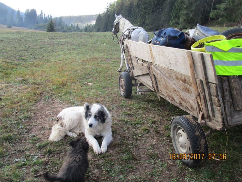  - COBORATUL CU STANA 2017 DIN CALIMANI