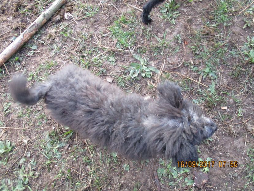  - COBORATUL CU STANA 2017 DIN CALIMANI