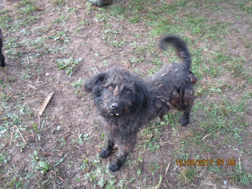  - COBORATUL CU STANA 2017 DIN CALIMANI