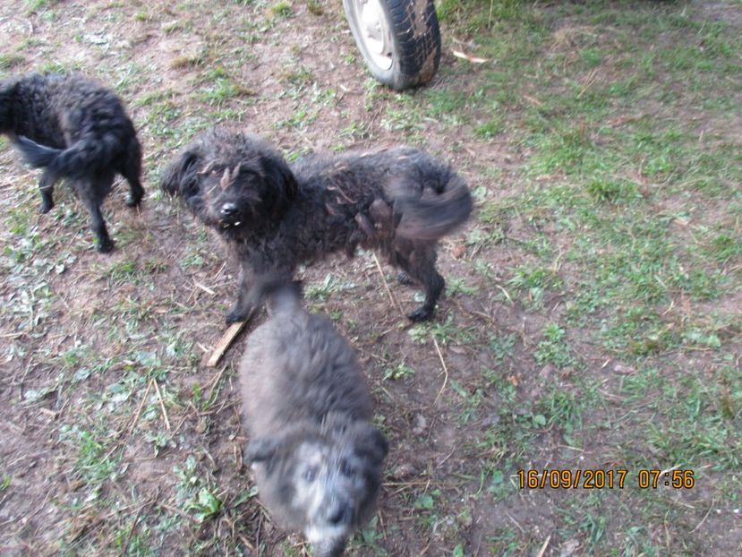  - COBORATUL CU STANA 2017 DIN CALIMANI