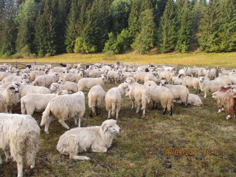  - COBORATUL CU STANA 2017 DIN CALIMANI