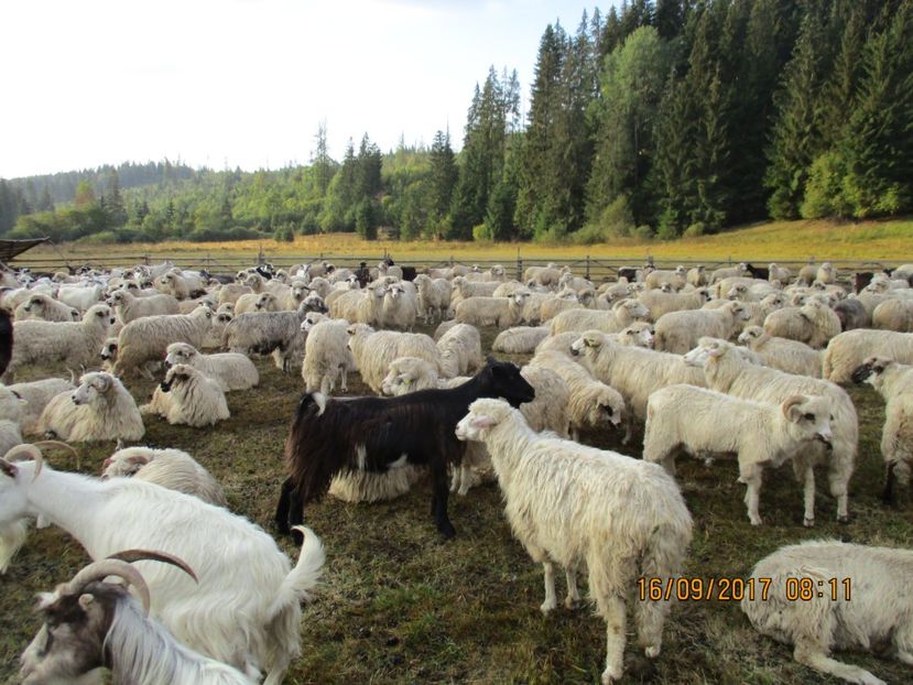  - COBORATUL CU STANA 2017 DIN CALIMANI