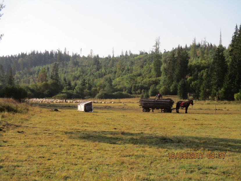 - COBORATUL CU STANA 2017 DIN CALIMANI