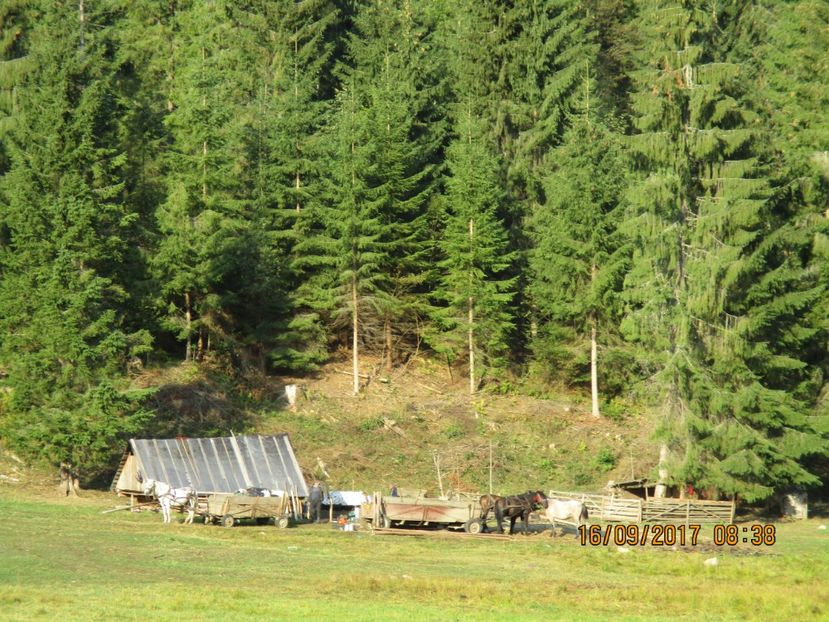  - COBORATUL CU STANA 2017 DIN CALIMANI