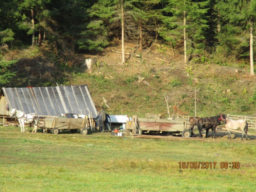  - COBORATUL CU STANA 2017 DIN CALIMANI