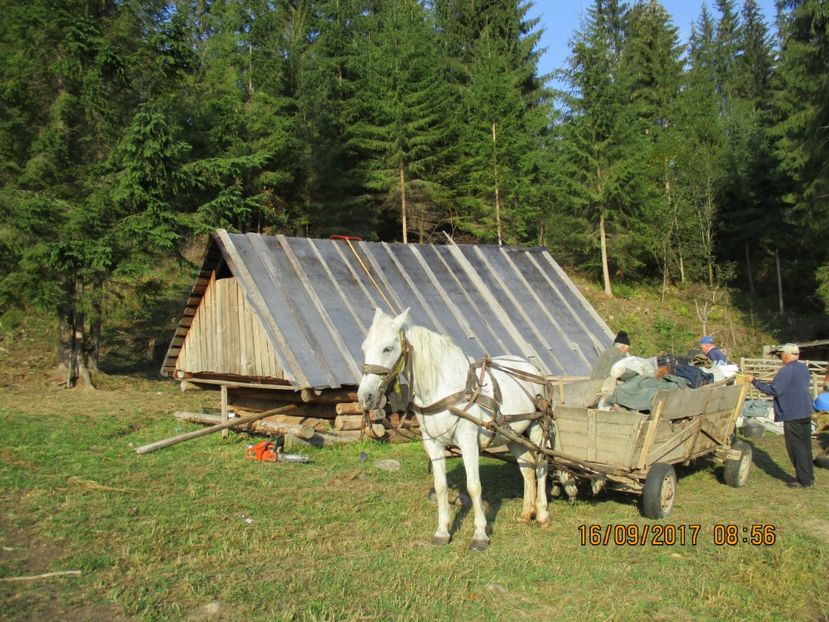  - COBORATUL CU STANA 2017 DIN CALIMANI
