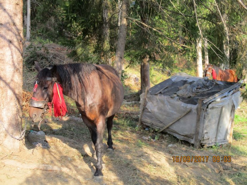  - COBORATUL CU STANA 2017 DIN CALIMANI