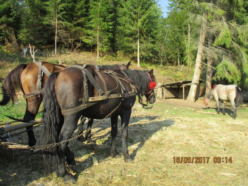 - COBORATUL CU STANA 2017 DIN CALIMANI