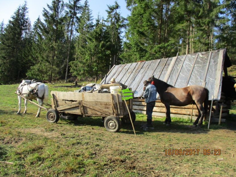  - COBORATUL CU STANA 2017 DIN CALIMANI