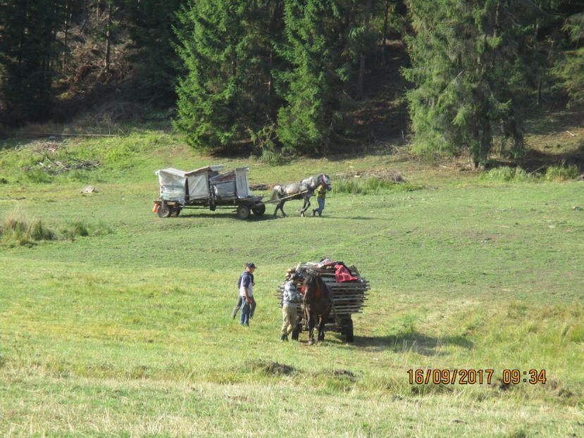  - COBORATUL CU STANA 2017 DIN CALIMANI
