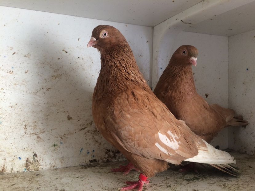 20 - 2-Perechi pana simpla 2019