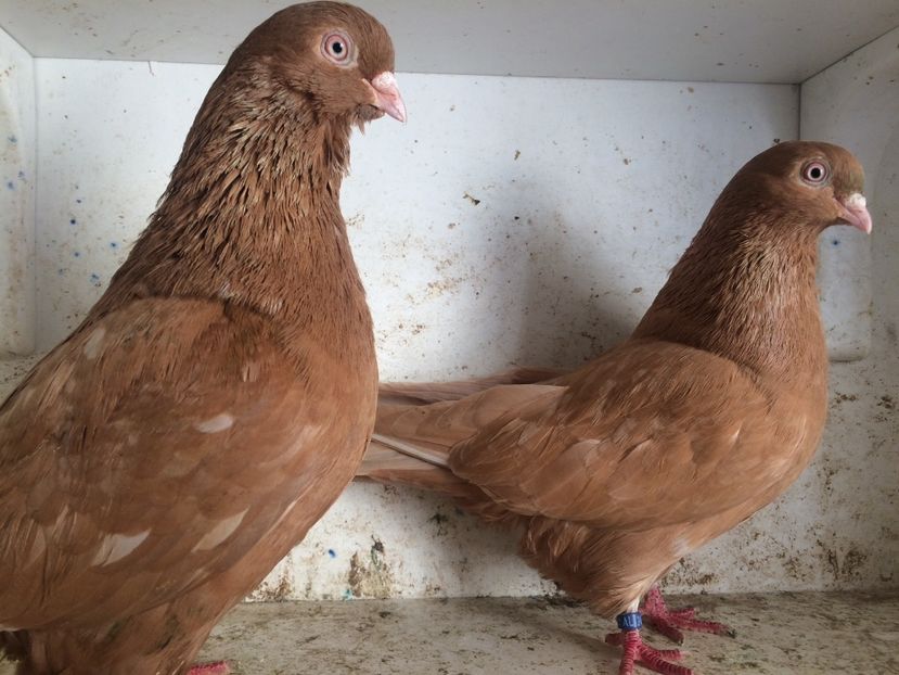  - 2-Perechi pana simpla 2019