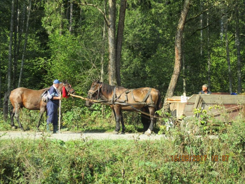  - COBORATUL CU STANA 2017 DIN CALIMANI