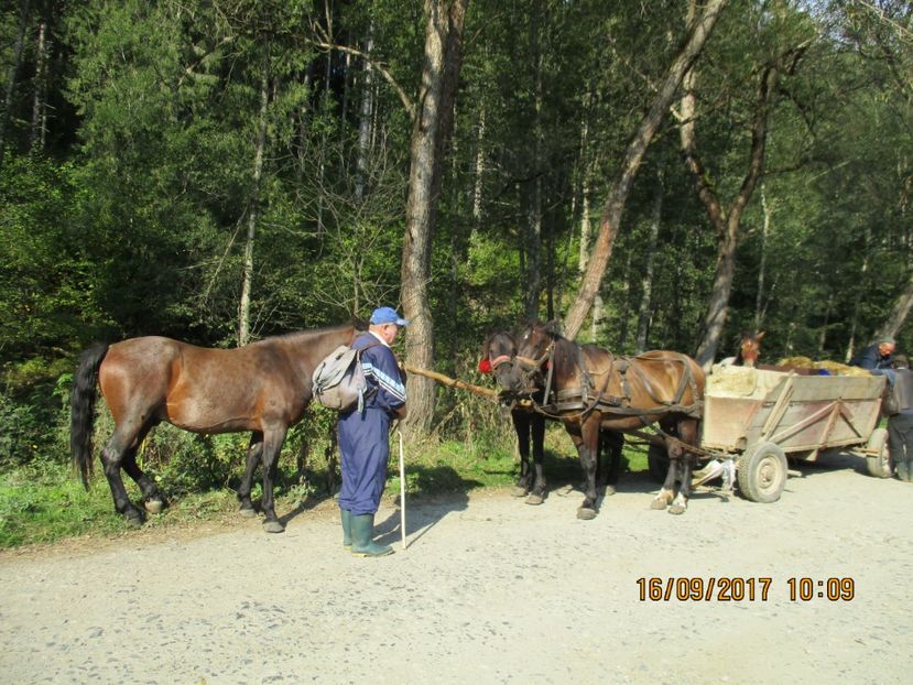  - COBORATUL CU STANA 2017 DIN CALIMANI