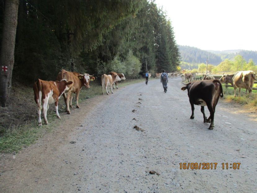  - COBORATUL CU STANA 2017 DIN CALIMANI