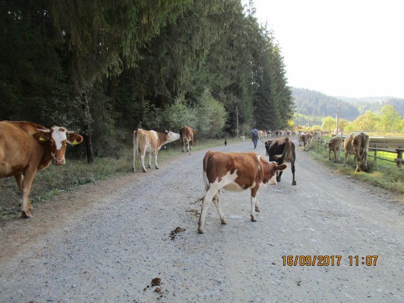  - COBORATUL CU STANA 2017 DIN CALIMANI