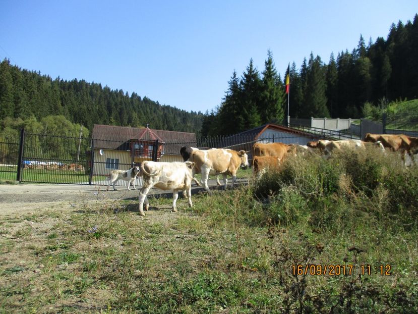  - COBORATUL CU STANA 2017 DIN CALIMANI