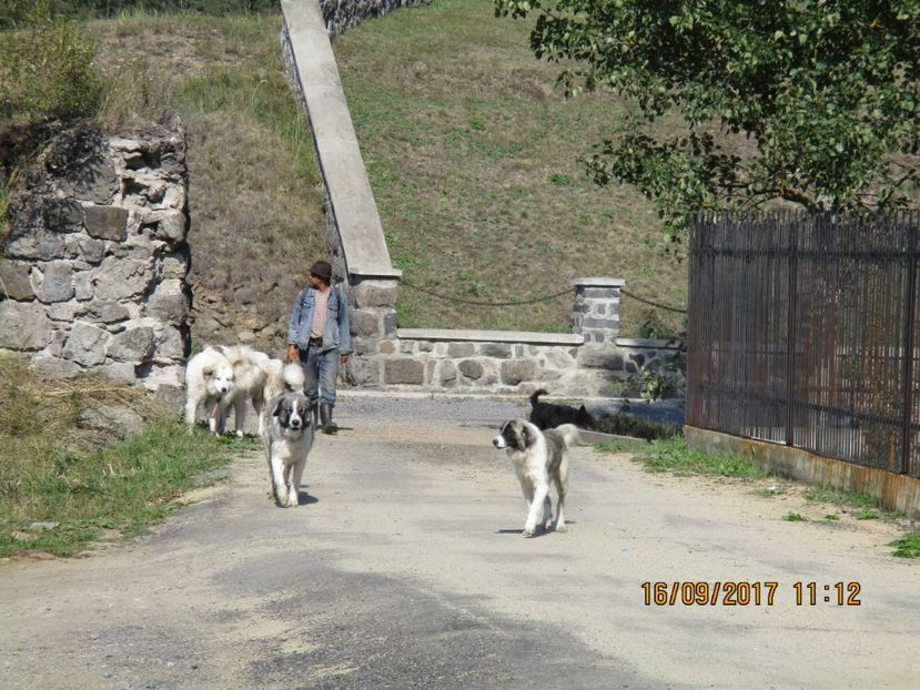  - COBORATUL CU STANA 2017 DIN CALIMANI