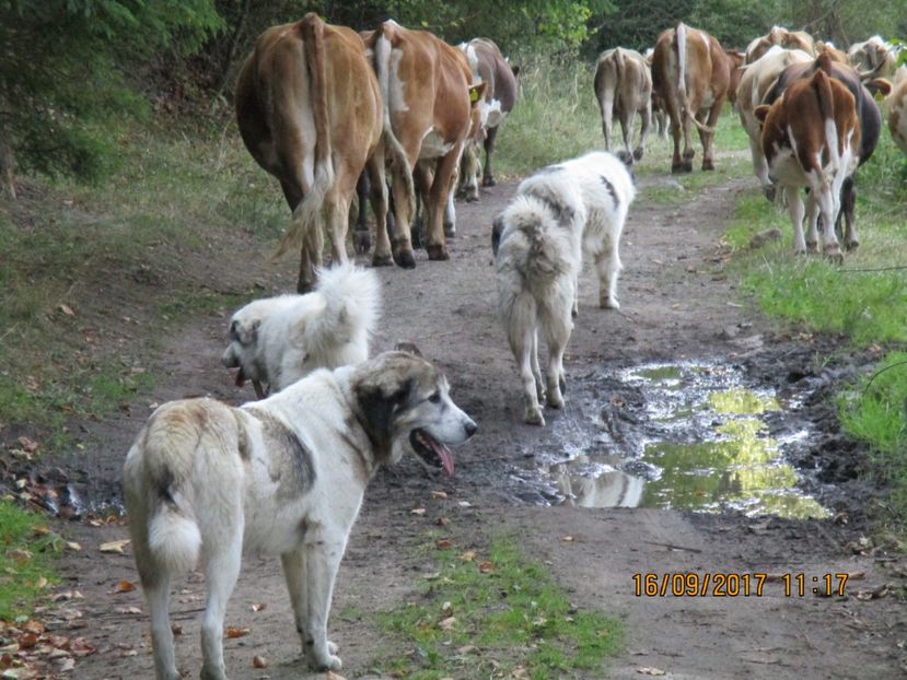  - COBORATUL CU STANA 2017 DIN CALIMANI