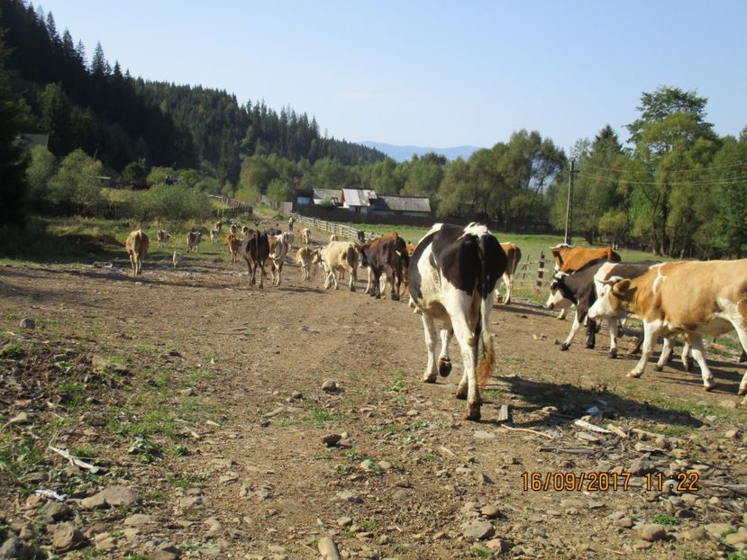  - COBORATUL CU STANA 2017 DIN CALIMANI