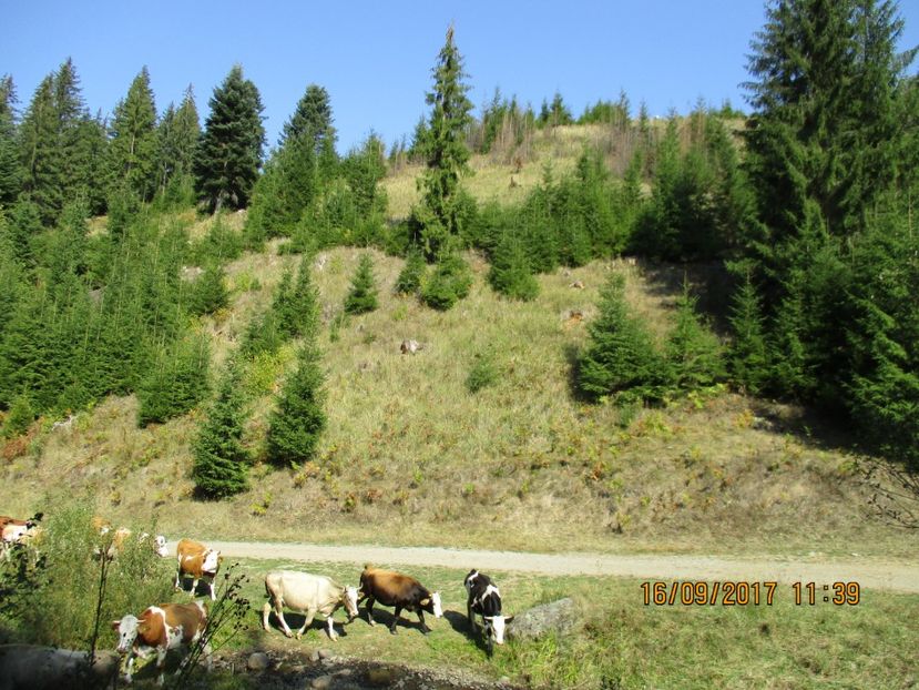  - COBORATUL CU STANA 2017 DIN CALIMANI