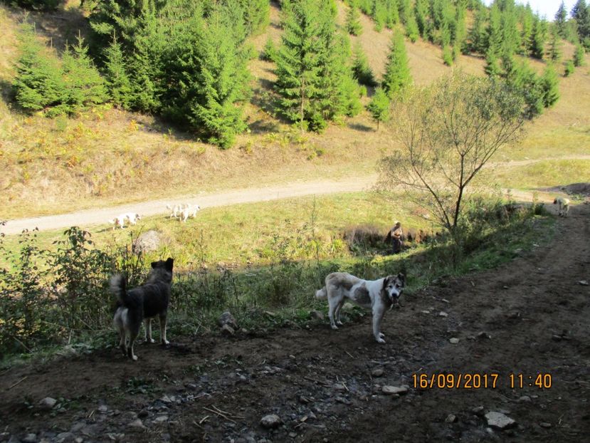  - COBORATUL CU STANA 2017 DIN CALIMANI