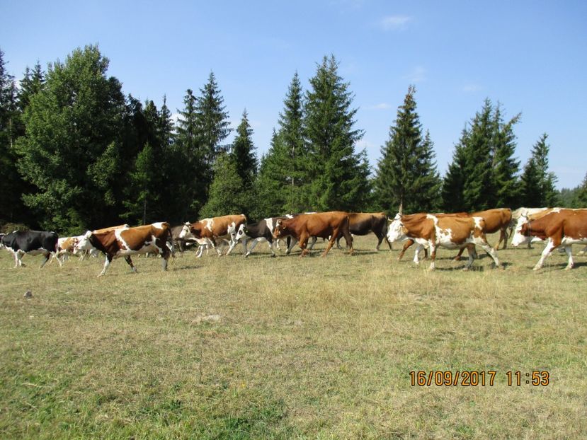  - COBORATUL CU STANA 2017 DIN CALIMANI