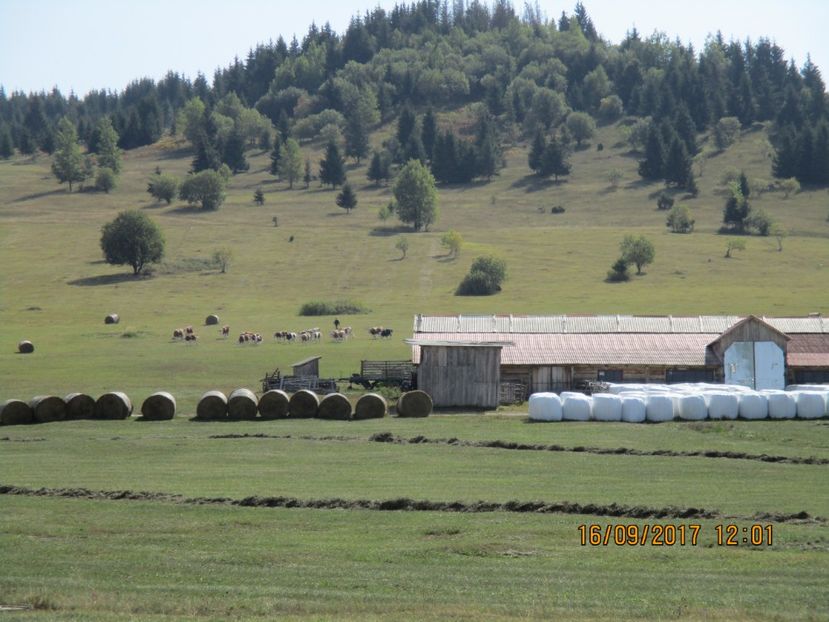  - COBORATUL CU STANA 2017 DIN CALIMANI