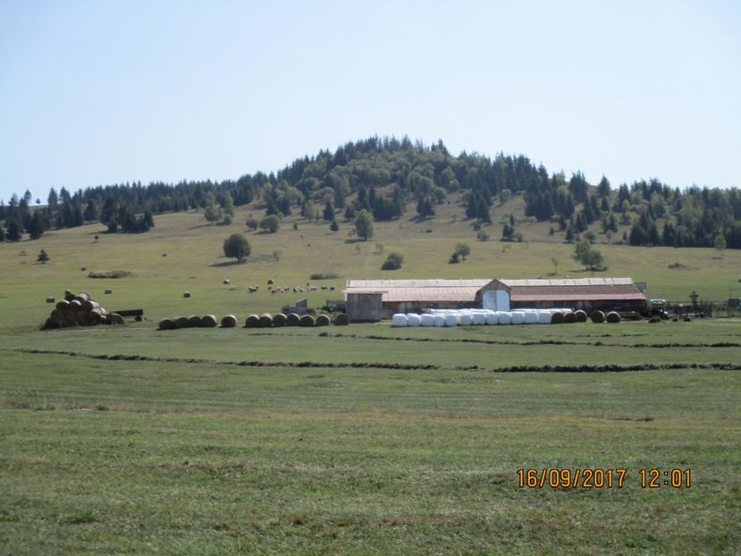  - COBORATUL CU STANA 2017 DIN CALIMANI