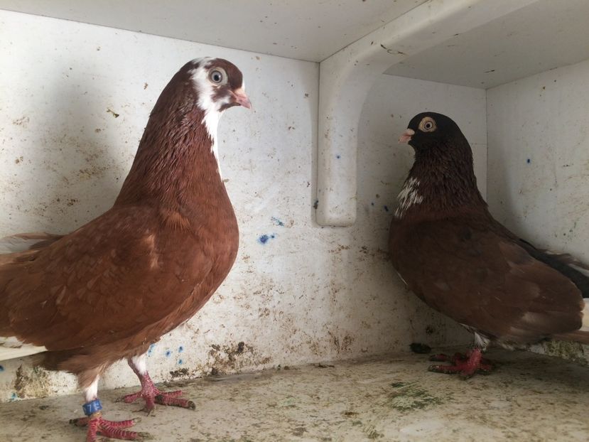 21 - 2-Perechi pana simpla 2019