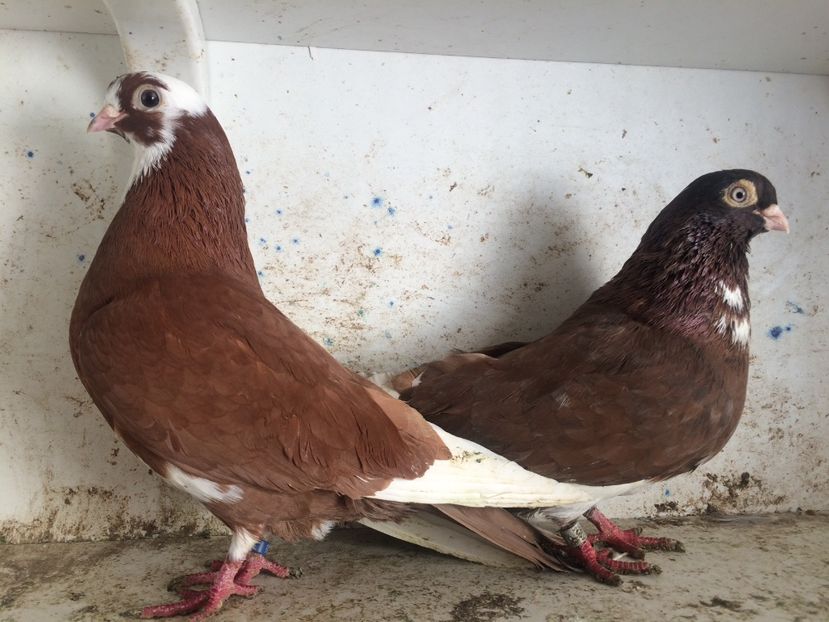  - 2-Perechi pana simpla 2019