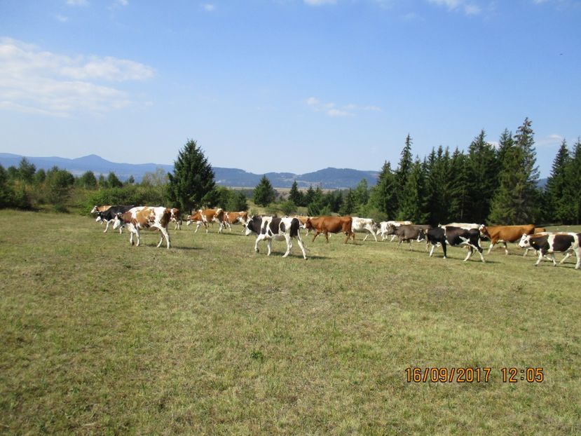  - COBORATUL CU STANA 2017 DIN CALIMANI