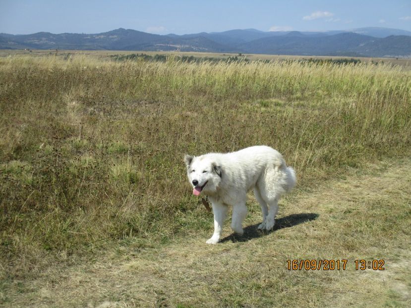  - COBORATUL CU STANA 2017 DIN CALIMANI