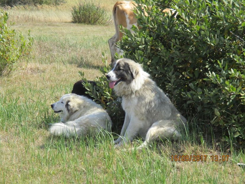  - COBORATUL CU STANA 2017 DIN CALIMANI