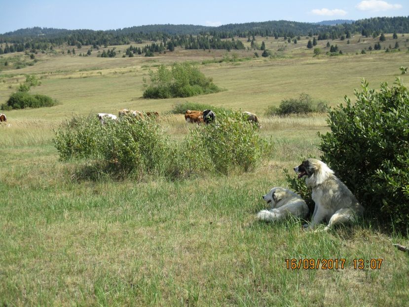 - COBORATUL CU STANA 2017 DIN CALIMANI