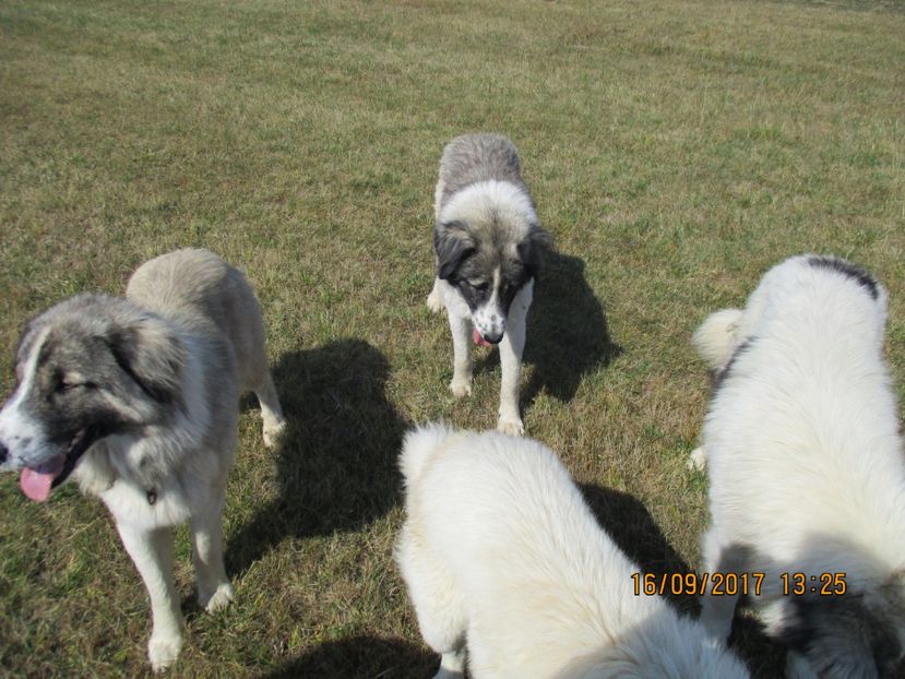  - COBORATUL CU STANA 2017 DIN CALIMANI