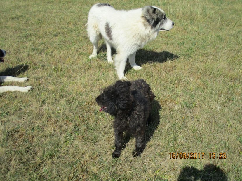  - COBORATUL CU STANA 2017 DIN CALIMANI