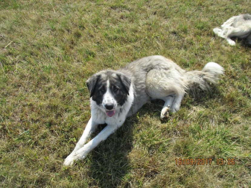  - COBORATUL CU STANA 2017 DIN CALIMANI