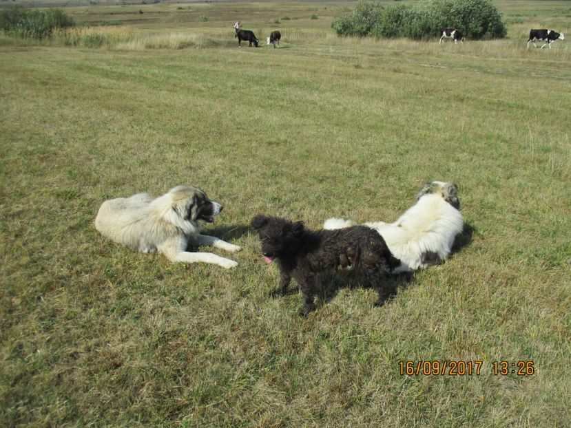  - COBORATUL CU STANA 2017 DIN CALIMANI
