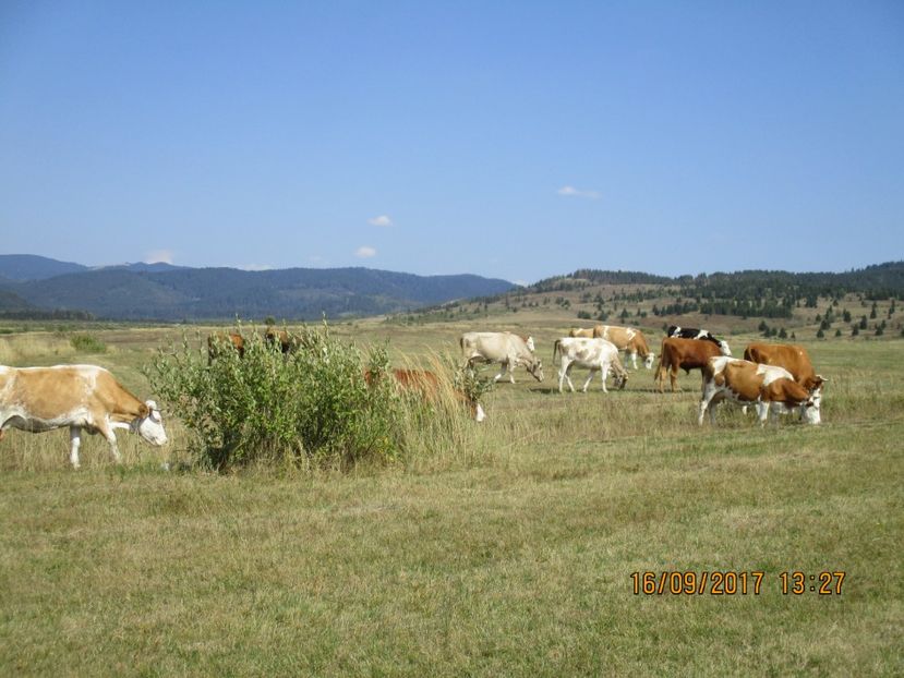  - COBORATUL CU STANA 2017 DIN CALIMANI