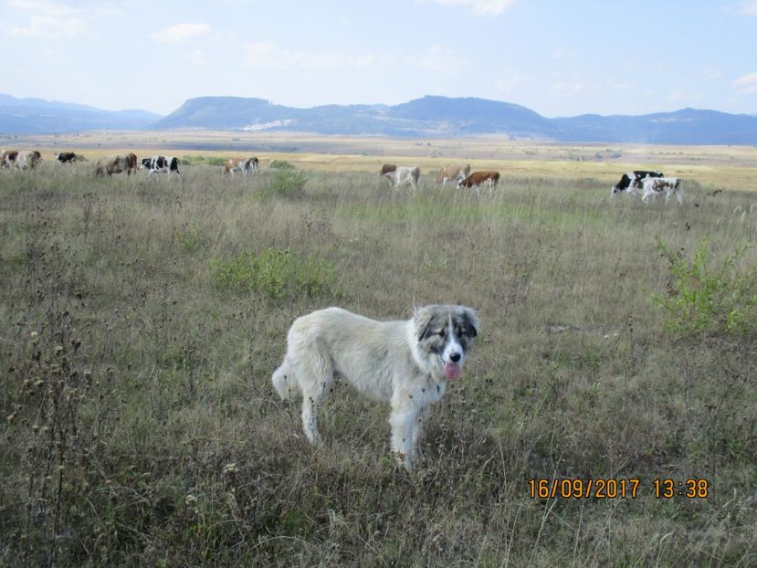  - COBORATUL CU STANA 2017 DIN CALIMANI