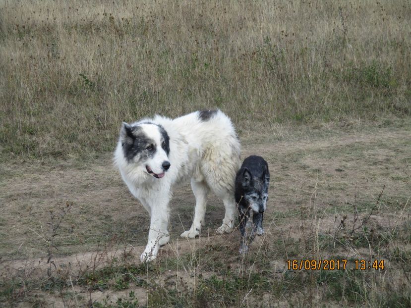  - COBORATUL CU STANA 2017 DIN CALIMANI