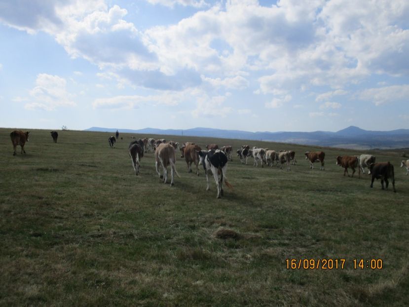  - COBORATUL CU STANA 2017 DIN CALIMANI