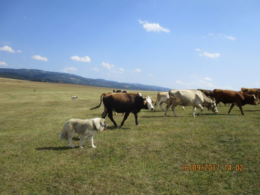  - COBORATUL CU STANA 2017 DIN CALIMANI