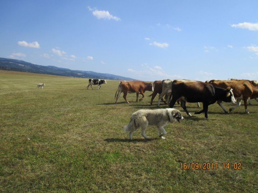  - COBORATUL CU STANA 2017 DIN CALIMANI
